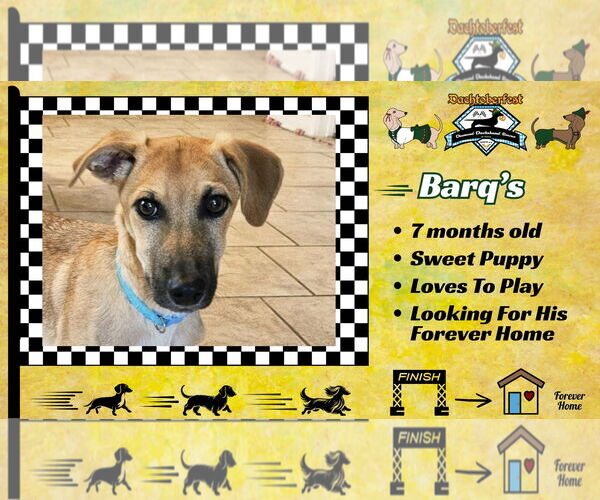 Medium Photo #8 Dachshund-Unknown Mix Puppy For Sale in San Antonio, TX, USA