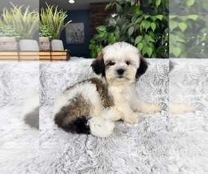 ShihPoo Puppy for sale in GREENFIELD, IN, USA