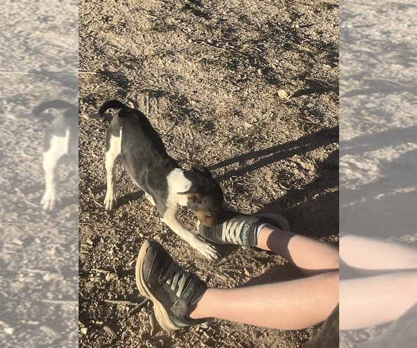 Medium Photo #10 Rat Terrier Puppy For Sale in DORA, MO, USA