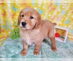 Puppy 1 Golden Retriever