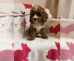 Small Photo #17 Cavapoo Puppy For Sale in SYLMAR, CA, USA