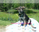 Small #4 German Shepherd Dog