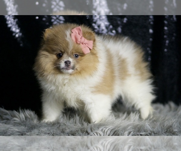 Medium Photo #22 Pomeranian Puppy For Sale in WARSAW, IN, USA