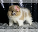 Small Photo #22 Pomeranian Puppy For Sale in WARSAW, IN, USA