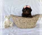Puppy Sophie YorkiePoo