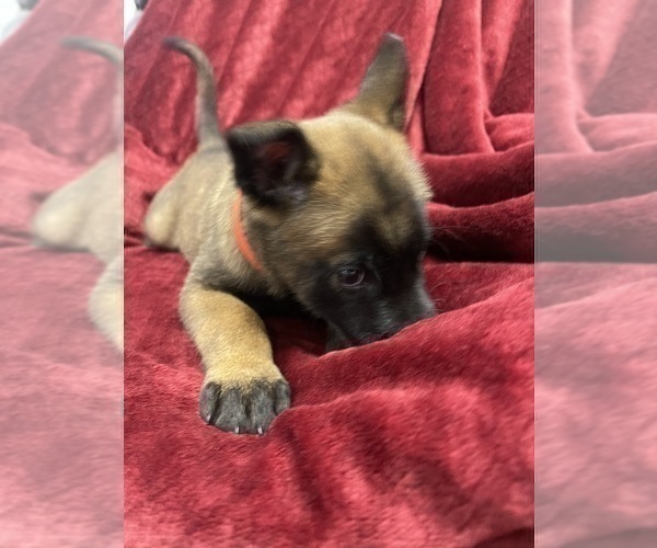 Medium Photo #72 Belgian Malinois Puppy For Sale in REESEVILLE, WI, USA