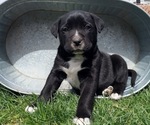 Puppy 1 Bernese Mountain Dog-English Cream Golden Retriever Mix