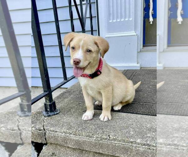 Medium Photo #5 Labrador Retriever-Whippet Mix Puppy For Sale in New York, NY, USA