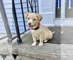 Small #4 Labrador Retriever-Whippet Mix