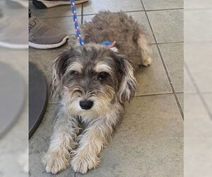 - Mix Dogs for adoption in San Antonio, TX, USA