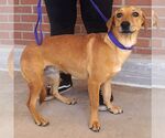 Small #2 Basset Hound-Labrador Retriever Mix