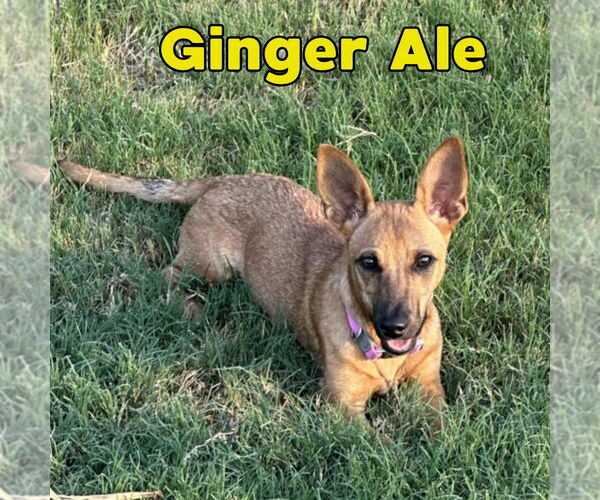 Medium Photo #12 Dachshund-Unknown Mix Puppy For Sale in San Antonio, TX, USA