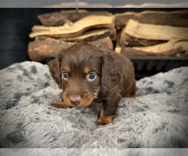 Medium Photo #1 Dachshund Puppy For Sale in ROCKWALL, TX, USA