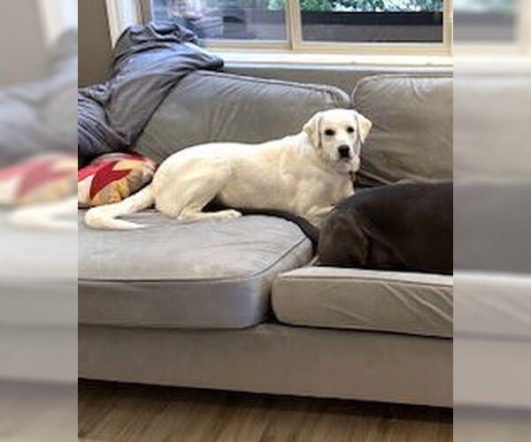 Medium Photo #5 Great Pyrenees Puppy For Sale in Spring, TX, USA