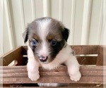 Small Photo #7 Miniature Australian Shepherd Puppy For Sale in PURDY, MO, USA