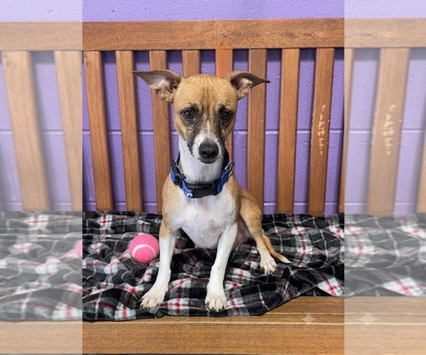 Medium Photo #1 Mutt Puppy For Sale in Genesee, WI, USA