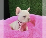 Small Photo #4 French Bulldog Puppy For Sale in COLORADO SPRINGS, CO, USA