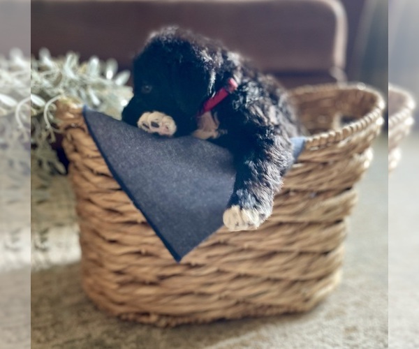 Medium Photo #26 Bernedoodle Puppy For Sale in BUFFALO, MO, USA