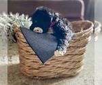 Small Photo #26 Bernedoodle Puppy For Sale in BUFFALO, MO, USA