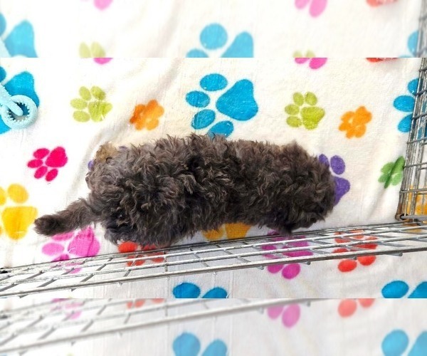 Medium Photo #6 Cavapoo (Miniature)-Poodle (Toy) Mix Puppy For Sale in ORO VALLEY, AZ, USA