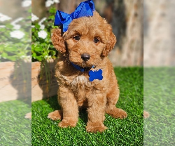 Medium Photo #1 Goldendoodle (Miniature) Puppy For Sale in INDIANAPOLIS, IN, USA
