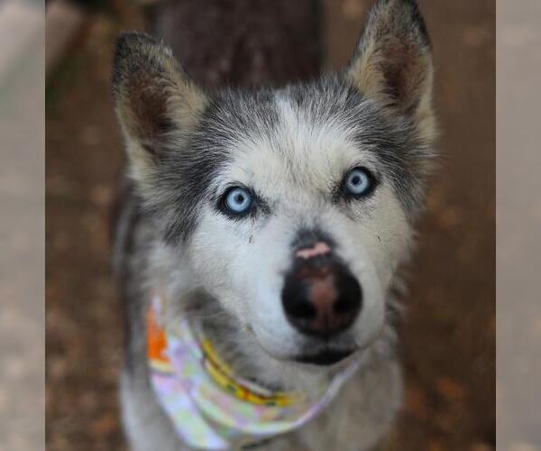Medium Photo #1 Siberian Husky-Unknown Mix Puppy For Sale in San Antonio, TX, USA