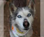 Small Siberian Husky Mix