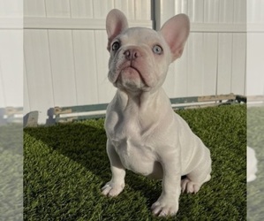 French Bulldog Puppy for sale in PALMDALE, CA, USA