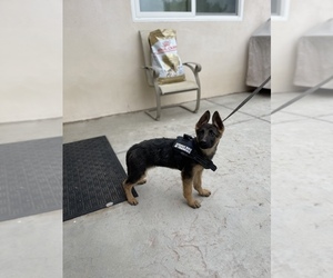 German Shepherd Dog Puppy for sale in TEMECULA, CA, USA
