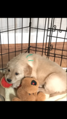 Golden Retriever Puppy for sale in EAU CLAIRE, WI, USA