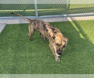 American Staffordshire Terrier-Unknown Mix Dogs for adoption in Grand Prairie, TX, USA