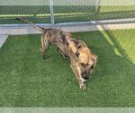 Small American Staffordshire Terrier Mix