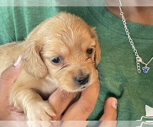 Dachshund Puppy for sale in WAKE FOREST, NC, USA