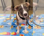 Small Photo #15 American Bulldog-Labrador Retriever Mix Puppy For Sale in Tampa, FL, USA