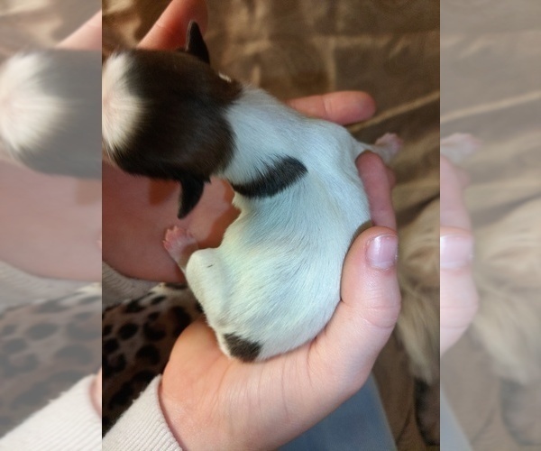 Medium Photo #4 Shih Tzu Puppy For Sale in FANNING SPGS, FL, USA