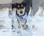 Small #6 German Shepherd Dog Mix