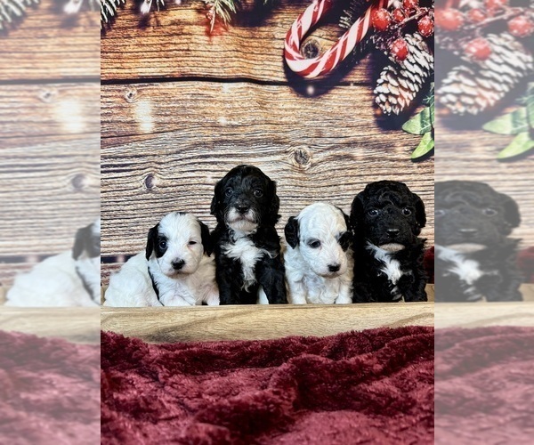 Medium Photo #17 Goldendoodle (Miniature) Puppy For Sale in HALTOM CITY, TX, USA