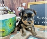 Small #25 Yorkshire Terrier