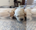 Litter of 8 - Male(s) and Female(s) Golden RetrieverLitter of Puppies for Sale - Photo #5