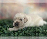 Small Photo #7 Golden Retriever Puppy For Sale in DETROIT, MI, USA