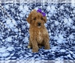 Small #7 Cavapoo (Miniature)