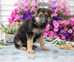 Small Photo #9 German Shepherd Dog Puppy For Sale in GRABILL, IN, USA