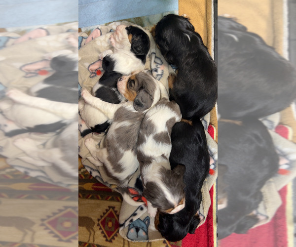 Medium Photo #1 Cavalier King Charles Spaniel Puppy For Sale in DEWITT, MI, USA