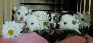 Pomsky Puppy for sale in SHREVE, OH, USA