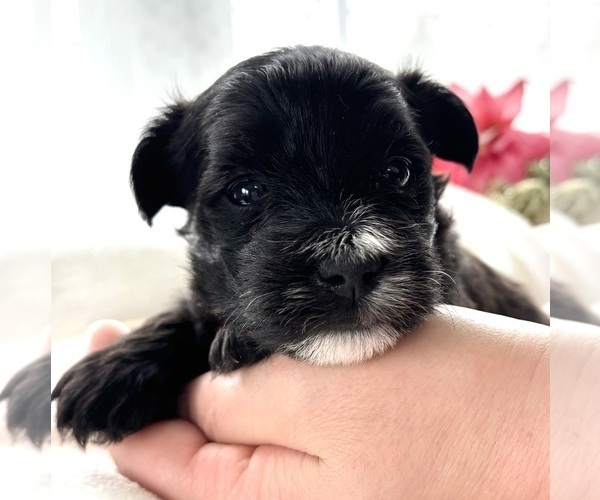 Medium Photo #2 Morkie Puppy For Sale in ROCK STREAM, NY, USA