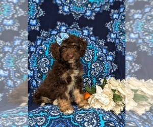 Bernedoodle (Miniature) Puppy for Sale in OXFORD, Pennsylvania USA