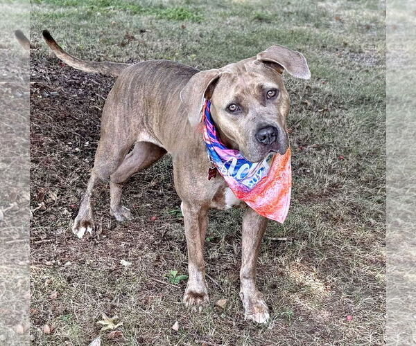 Medium Photo #2 American Pit Bull Terrier-Unknown Mix Puppy For Sale in Spring Lake, NJ, USA
