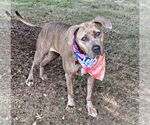 Small #1 American Pit Bull Terrier Mix