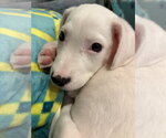 Small Mutt