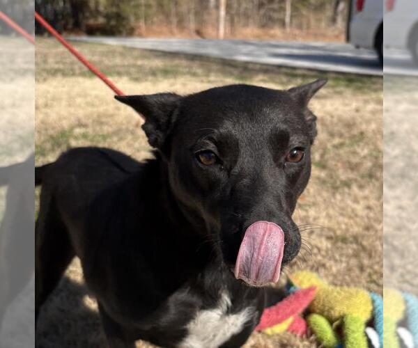 Medium Photo #1 Mutt Puppy For Sale in Yardley, PA, USA